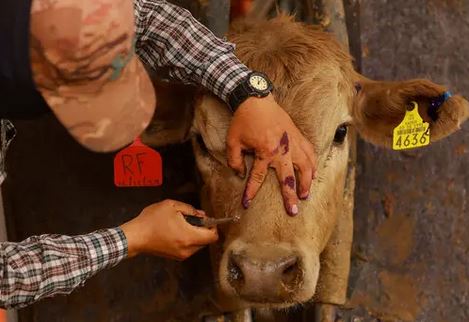 screwworm cattle