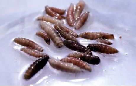 screwworm