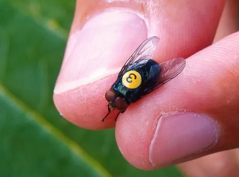 sterile flies