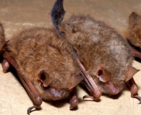 bats