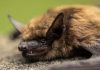11-Year-Old Boy Dies From Rabies After Walking Up to a Bat On His face