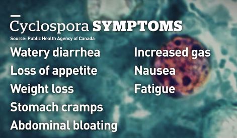 cyclospora