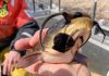 Rare Infectious Fish Cancer Discovered in North American Lakes