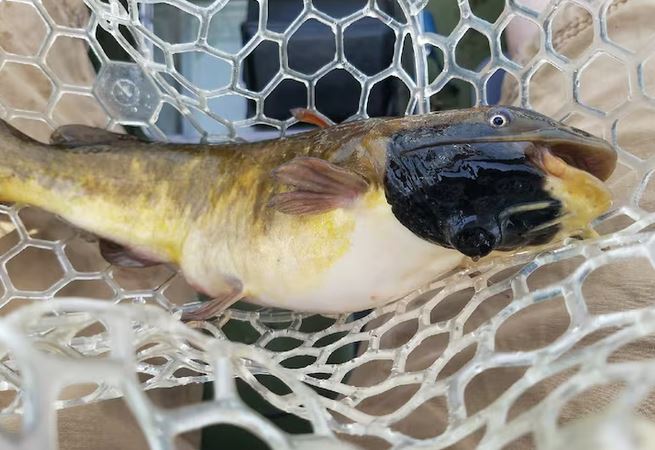 fish with melanoma 2