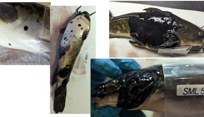 fish with melanoma 3