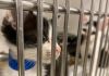 Over 500 Animals Seized During Oklahoma City Drug Raid