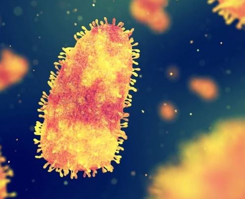 rabies virus