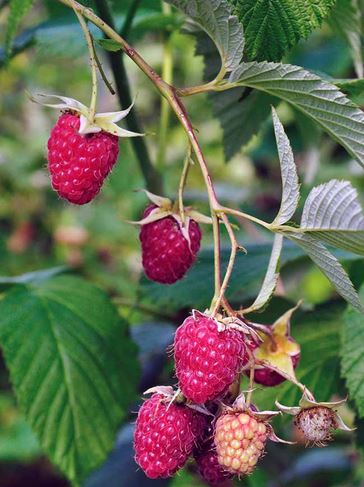 raspberries