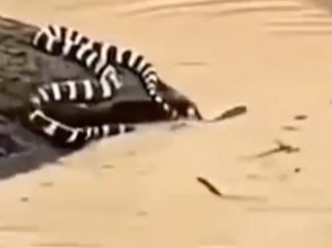 snake china