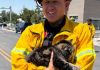 Cat Survives Utah Apartment Fire By Sheltering In Closet For Days