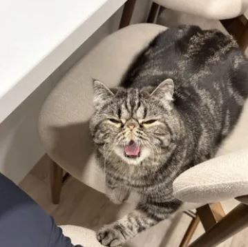 toast the cat
